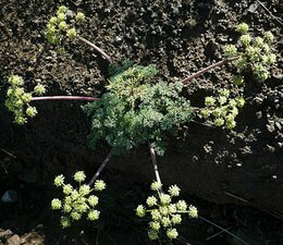 Lomatium dasycarpum Plant